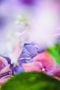 Hydrangea, detail Hydrangea, detail