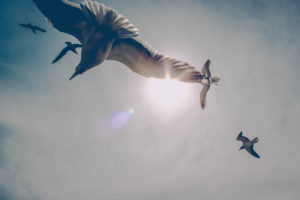 Heavens, seagulls Heavens, seagulls