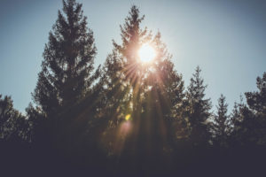 Trees, sun rays Trees, sun rays