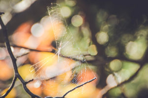 Tree branches, detail, spider web Tree branches, detail, spider web