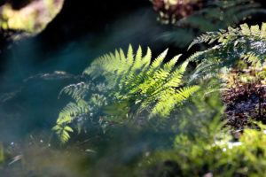 Forest floor, fern Forest floor, fern