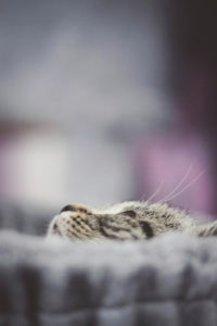Cat, gray, tabby, looks up Cat, gray, tabby, looks up