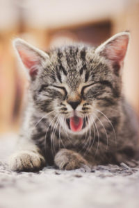 Cat, gray, tabby, portrait, yawning Cat, gray, tabby, portrait, yawning