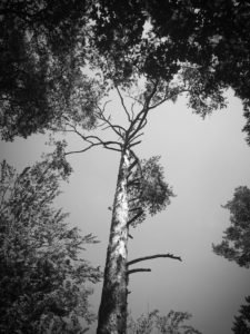 tree tree