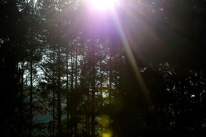 Forest, back light Forest, back light