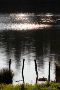 Lake, water surface, glitter Lake, water surface, glitter