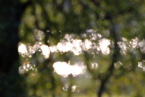 View through branches at lake, blur View through branches at lake, blur