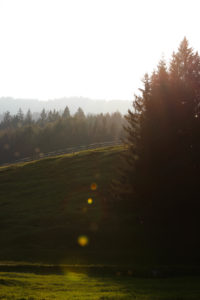 Germany, Bavaria, Mittenwald, meadow, back light Germany, Bavaria, Mittenwald, meadow, back light
