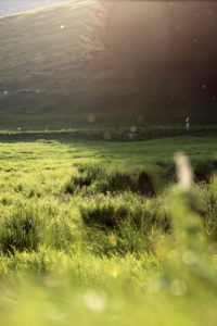 Germany, Bavaria, Mittenwald, meadow, back light Germany, Bavaria, Mittenwald, meadow, back light