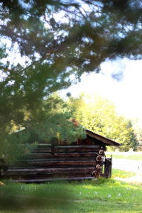 Forest, hut Forest, hut