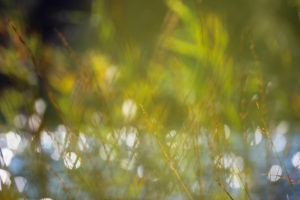Lake, reeds, glitter, reflection Lake, reeds, glitter, reflection