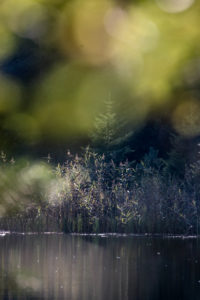 Lake, forest, blur Lake, forest, blur