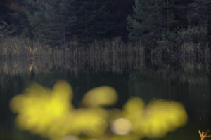 Lake, forest, foliage, blur Lake, forest, foliage, blur