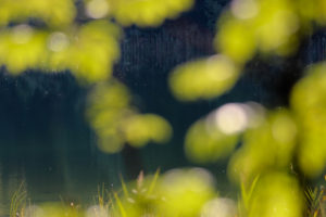Lake, forest, foliage, blur Lake, forest, foliage, blur