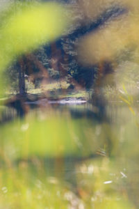 Forest, lake, swimming area, shore Forest, lake, swimming area, shore