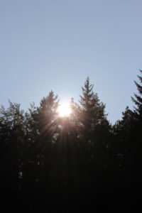 Trees, sun rays Trees, sun rays