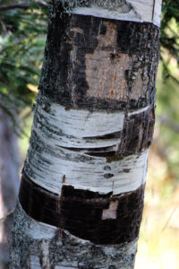 Birch trunk Birch trunk