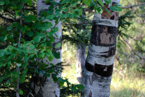 Birch trees Birch trees