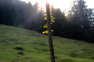 Forest, meadow, tree, back light, leaves Forest, meadow, tree, back light, leaves