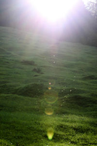Meadow, back light, mosquitos Meadow, back light, mosquitos