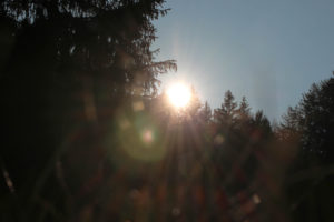Bäume, Gegenlicht Bäume, Gegenlicht