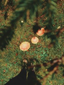 Forest, feet, toadstools Forest, feet, toadstools