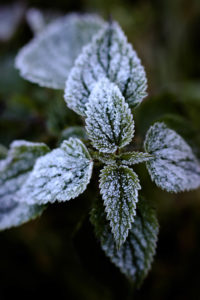 Plant, hoarfrost Plant, hoarfrost