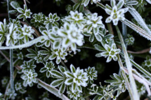 Plant, hoarfrost Plant, hoarfrost