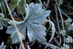 Plant, hoarfrost Plant, hoarfrost