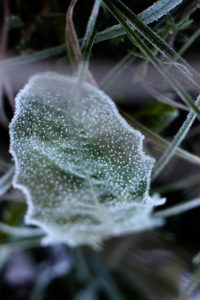Plant, hoarfrost Plant, hoarfrost