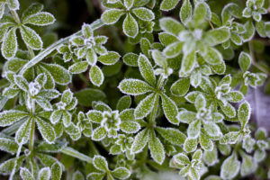 Plant, hoarfrost Plant, hoarfrost