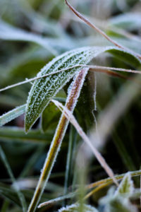 Plant, hoarfrost Plant, hoarfrost
