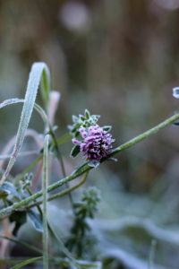 Plant, hoarfrost Plant, hoarfrost