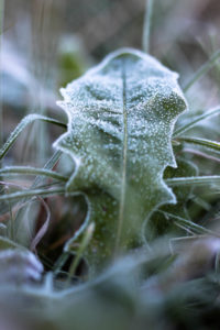 Plant, hoarfrost Plant, hoarfrost