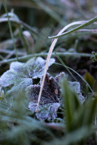 Plant, hoarfrost Plant, hoarfrost