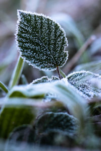 Plant, hoarfrost Plant, hoarfrost