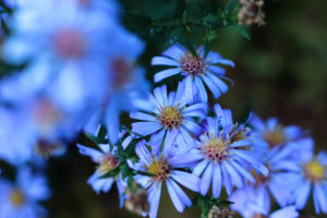 Flowers, blue Flowers, blue