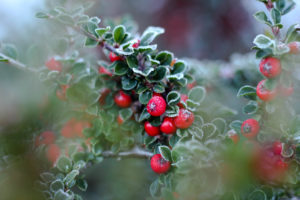 Plant, hoarfrost Plant, hoarfrost