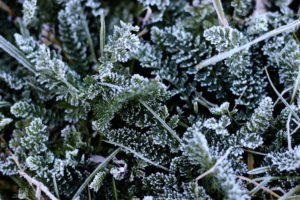 Plant, hoarfrost Plant, hoarfrost