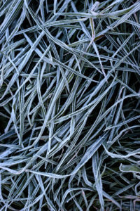 Plant, hoarfrost Plant, hoarfrost