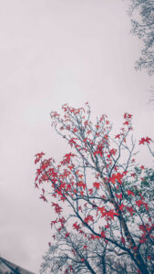 Ornamental maple