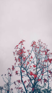 Ornamental maple