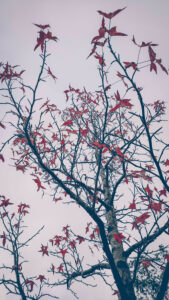 Ornamental maple