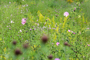 Flower meadow