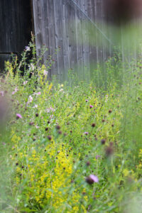 Flower meadow