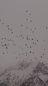 Germany, Bavaria, Upper Bavaria, Mittenwald, Karwendel, sky full of birds