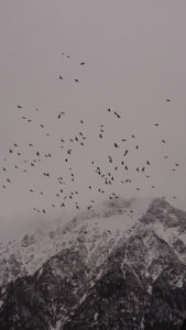 Germany, Bavaria, Upper Bavaria, Mittenwald, Karwendel, sky full of birds