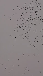 Sky full of birds