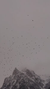 Germany, Bavaria, Upper Bavaria, Mittenwald, Karwendel, sky full of birds