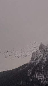 Germany, Bavaria, Upper Bavaria, Mittenwald, Karwendel, sky full of birds